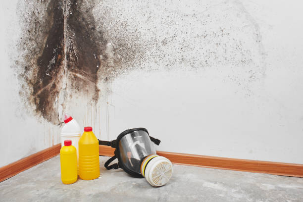 Home Mold Removal in Winters, TX