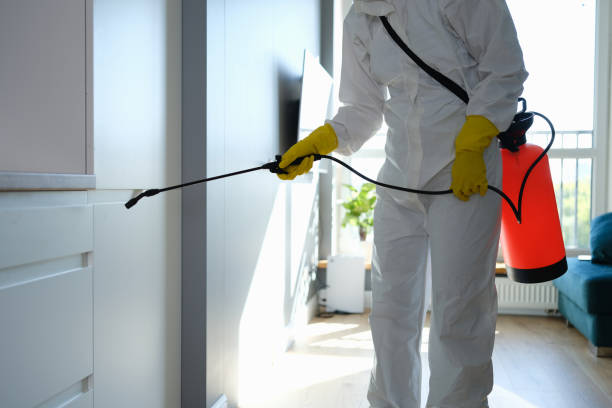 Best Attic Mold Removal  in Winters, TX
