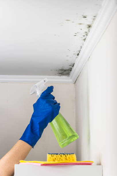 Best Commercial Mold Removal  in Winters, TX